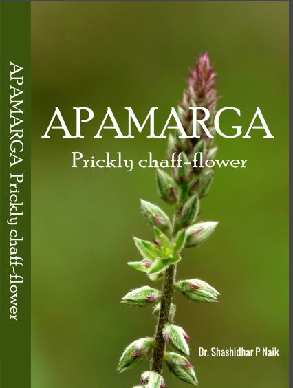 APAMARGA Prickly chaff-flower